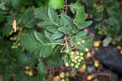 grenmarsoxel, Sorbus subpinnata