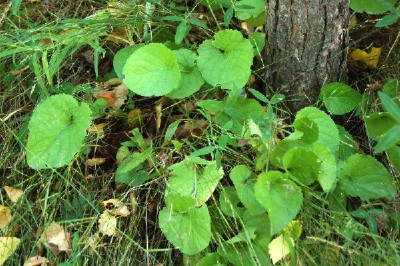 fagerviol, Viola suavis