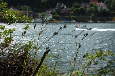 knippnejlika, Dianthus armeria