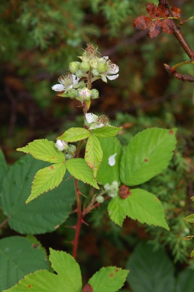 krattbj&ouml;rnb&auml;r, Rubus langei. Blomst&auml;llning.