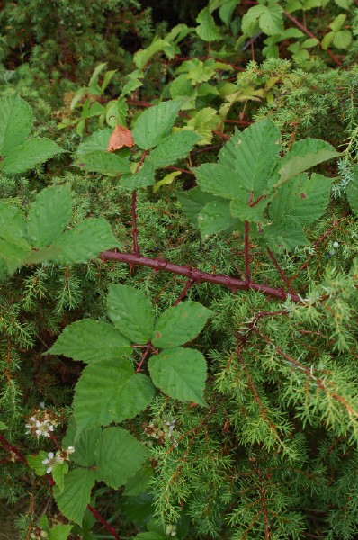 krattbj&ouml;rnb&auml;r, Rubus langei. Bladskott.