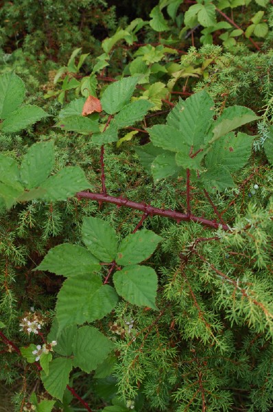 krattbjörnbär, Rubus langei. Bladskott.