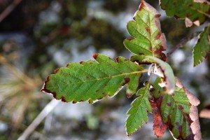 småoxel, Sorbus subarranensis