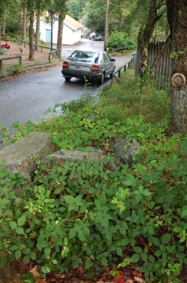 skotskt bj&ouml;rnb&auml;r, Rubus fissus