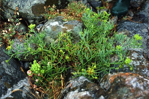 strandsilja, Crithmum maritimum