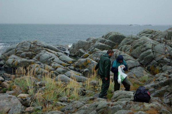 Varholmen med strandsilja, Crithmum maritimum