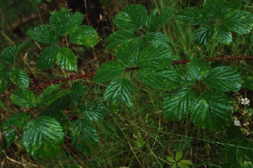 norskt björnbär, Rubus nemoralis