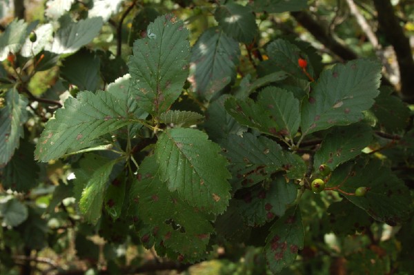S&oslash;rlandsoxel, Sorbus subsimilis