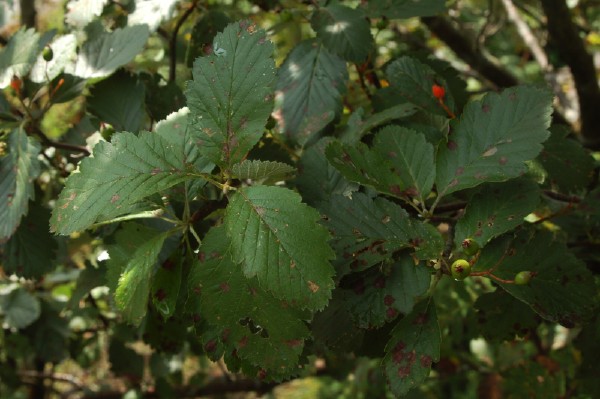 Sørlandsoxel, Sorbus subsimilis