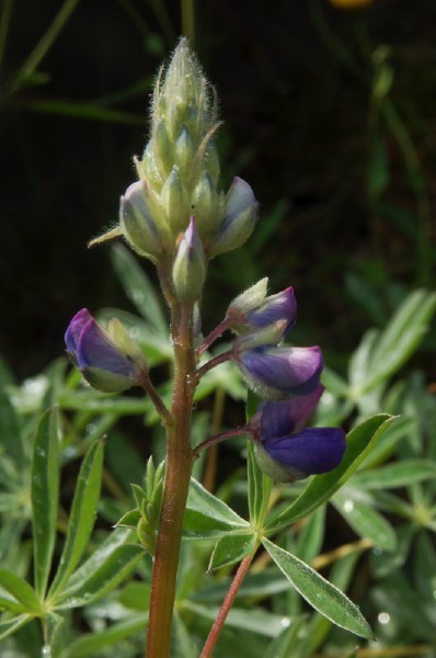 gruslupin, Lupinus perennis