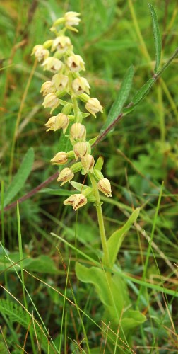 Dynknipprot, Epipactis helleborine var. neerlandica