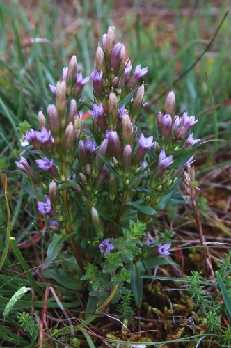 Islandsgentiana, Gentianella amarella ssp. septentrionalis [j&aelig;rs&oslash;te]