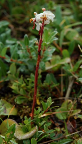 Sandpyrola, Pyrola rotundifolia ssp. maritima