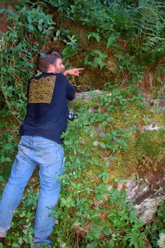 Hinnbr&auml;ken, Hymenophyllum wilsonii