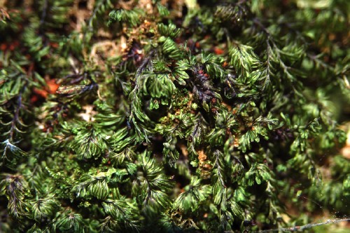 Hinnbr&auml;ken, Hymenophyllum wilsonii