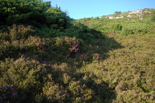 purpurljung, Erica cinerea