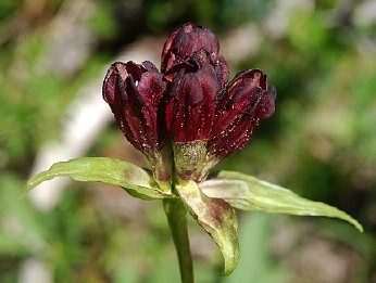 baggsöta, Gentiana purpurea