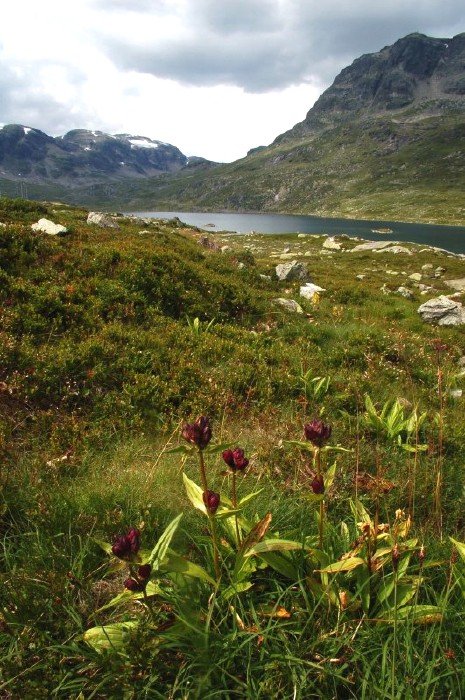 b aggs&ouml;ta vid Ule&aring;vatnet, Odda