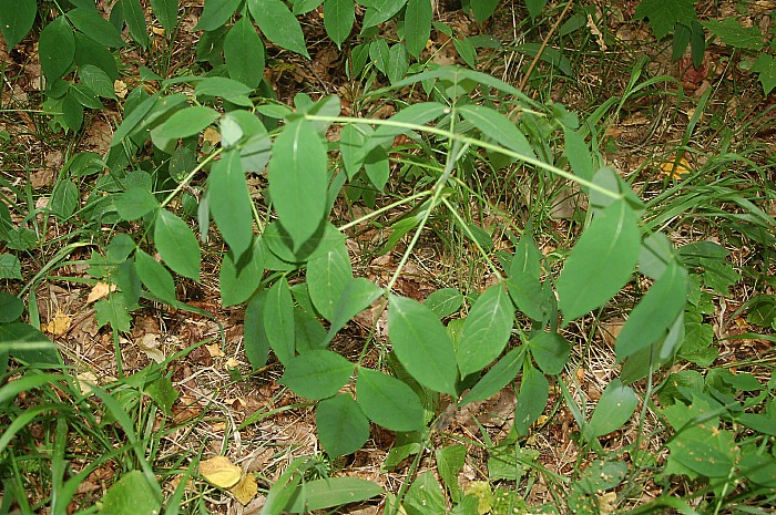 Pimpern&ouml;t, Staphylea pinnata