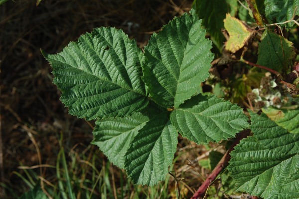 Polabiskt bj&ouml;rnb&auml;r, Rubus walsemannii sect. Corylifolii