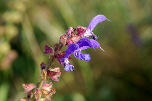 Rum&auml;nsk salvia, Salvia transsylvanica