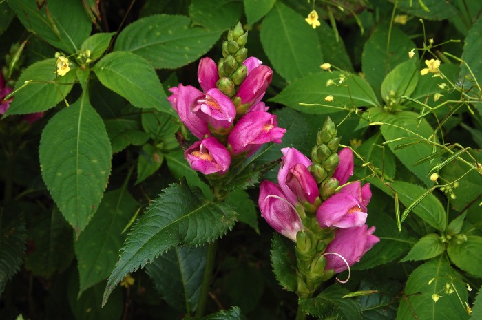 Lila sk&ouml;lpadds&ouml;rt, Chelone obliqua