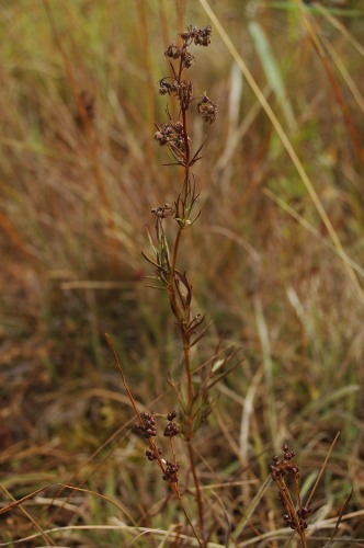 Smalruta, Thalictrum simplex tenuifolium