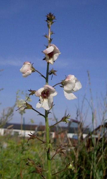 sommarkungsljus, Verbascum blattaria