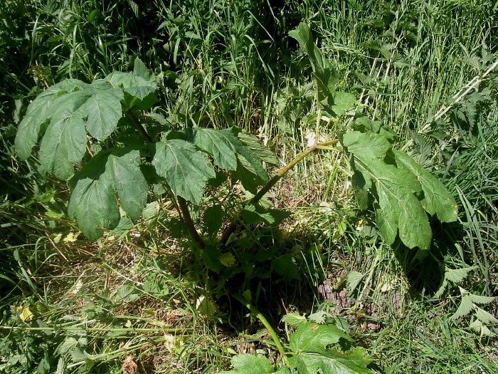 Rundlobet Bjørneklo, Heracleum sosnovskyi