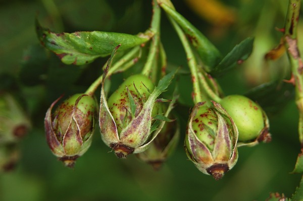 Syd&auml;ppelros, Rosa micrantha