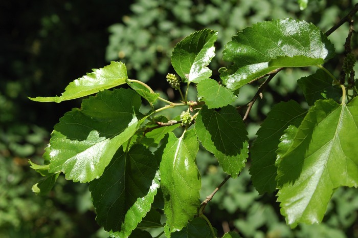 Vitt mullbär, Morus alba