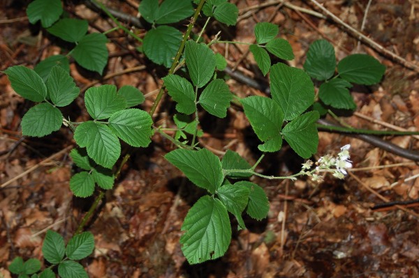 Ystadbj&ouml;rnb&auml;r, Rubus steracanthos sect. Rubus