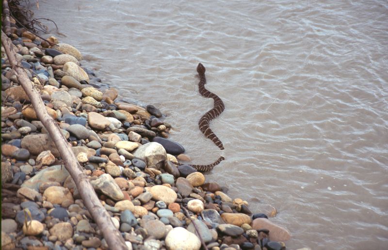 Bushmaster, Rio Alto Madre de Dios