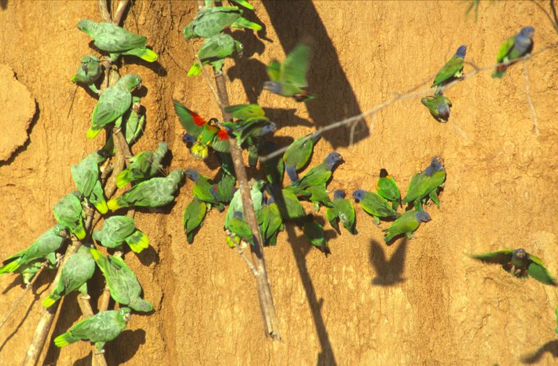 Blanquillo Macaw Clay Lick: Mealy, Orange-cheeked, Blue-headed Parrot