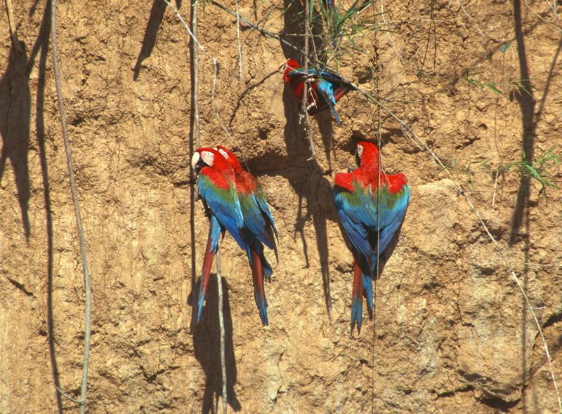 Blanquillo Macaw Clay Lick: Red-and-green Macaw