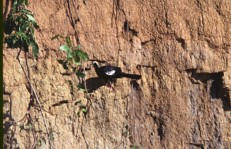 Blanquillo Macaw Clay Lick: Blue-throated Piping Guan