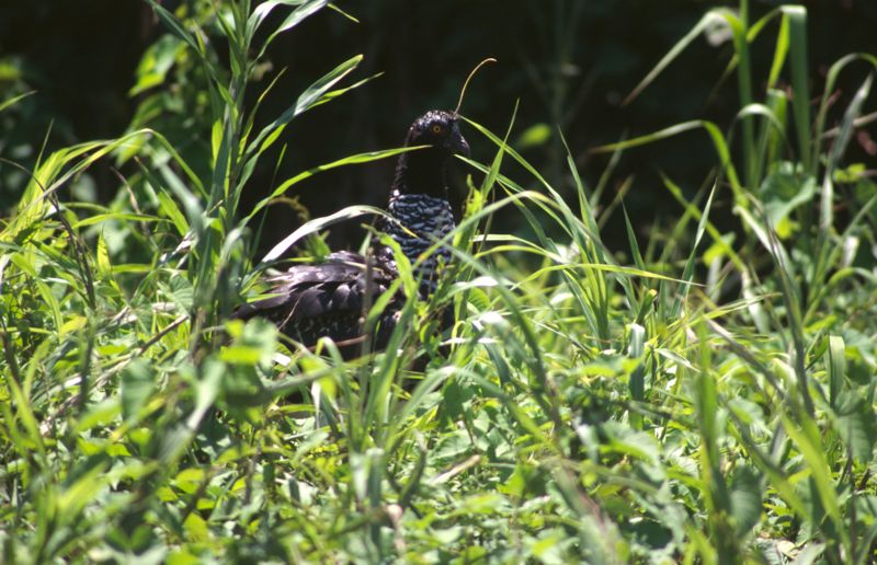 Horned Screamer, Manu River