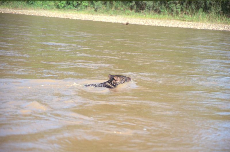 Capybara, Rio Manu