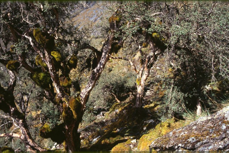 Polylepis forest at Abra Malaga [4200 m]