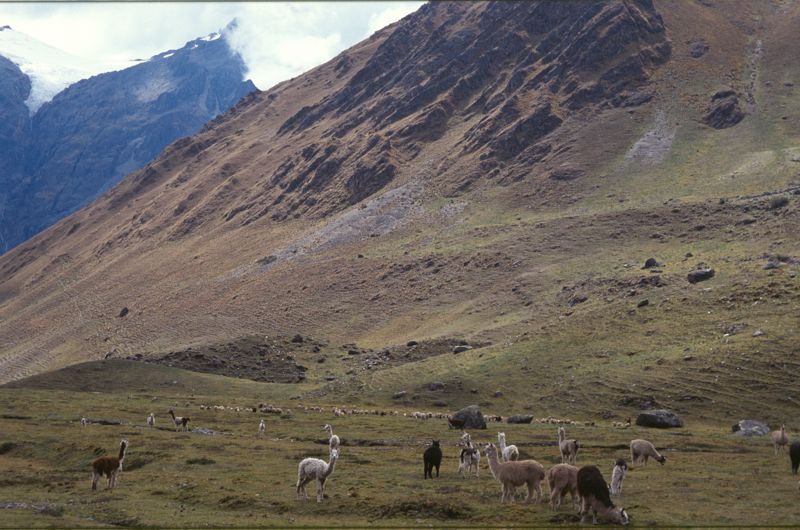 Lama. Abra Malaga valley [ca 4000 m]