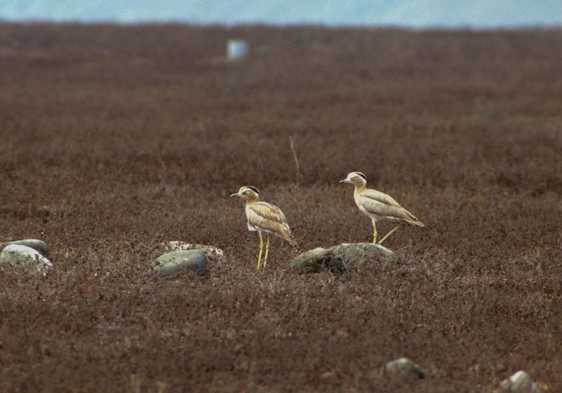 Lomas de Lachay, Peruvian Thick-knee