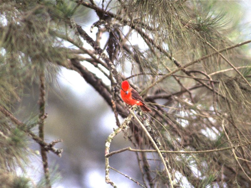 Lomas de Lachay, Vermillion Flycatcher