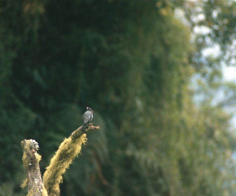 Red-crested Cotinga, Manu Rd