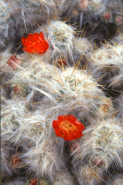 Cactus at Marcapomococha