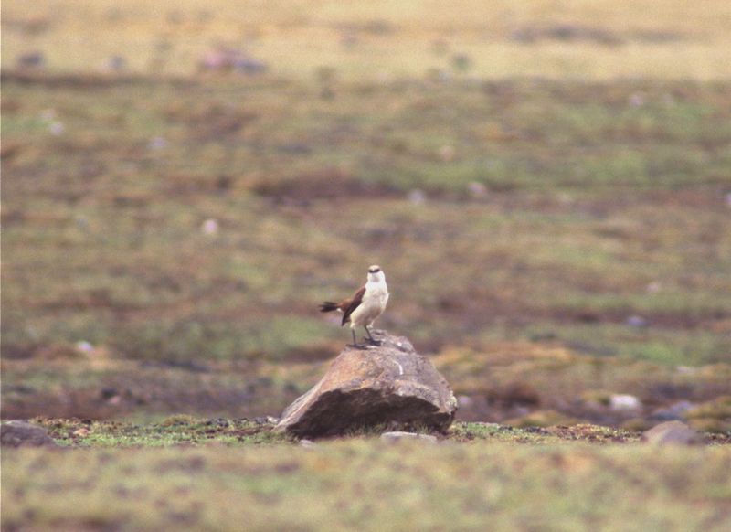 Royal Cinclodes at Milloc Bog [4700 m]