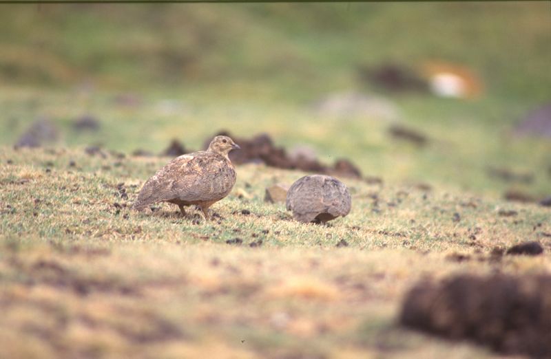 Rufous-breasted Seedsnipe at Milloc Bog [4700 m]