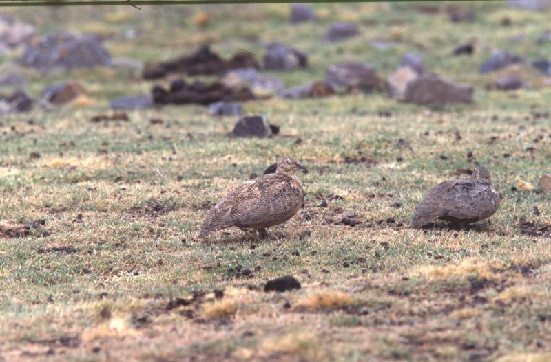 Rufous-breasted Seedsnipe at Milloc Bog [4700 m]