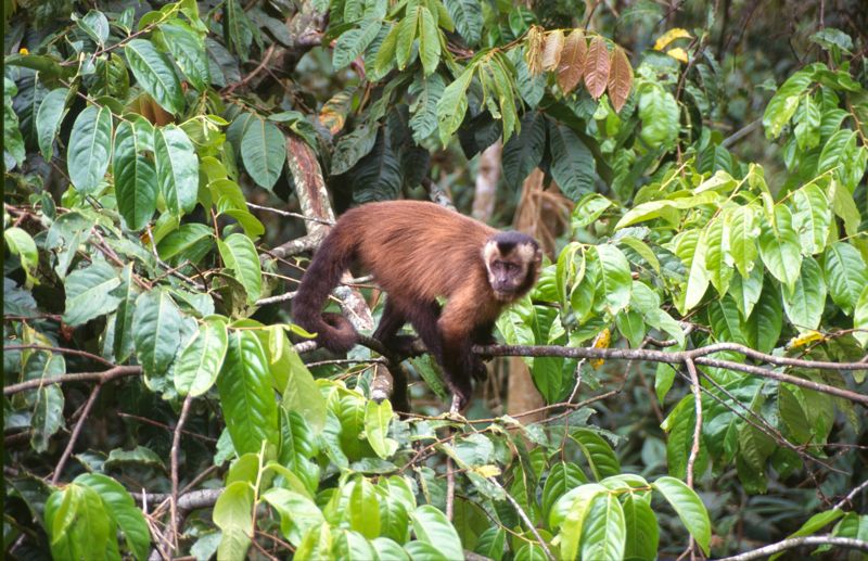 Brown Capuchin Monkey, Manu Rd