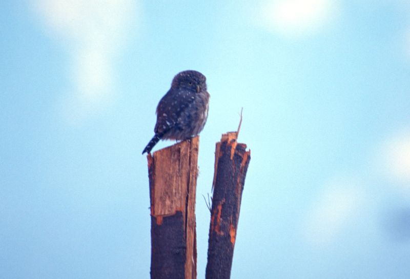 Peruvian Pygmy-Owl, Santa Eulalia Valley