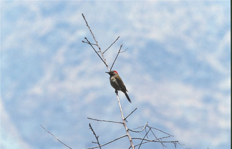 Black-necked Woodpecker, Santa Eulalia Valley